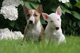 BULL TERRIER MINIATURE 135